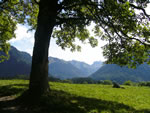 Baum Allgäu