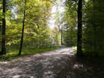 Waldweg